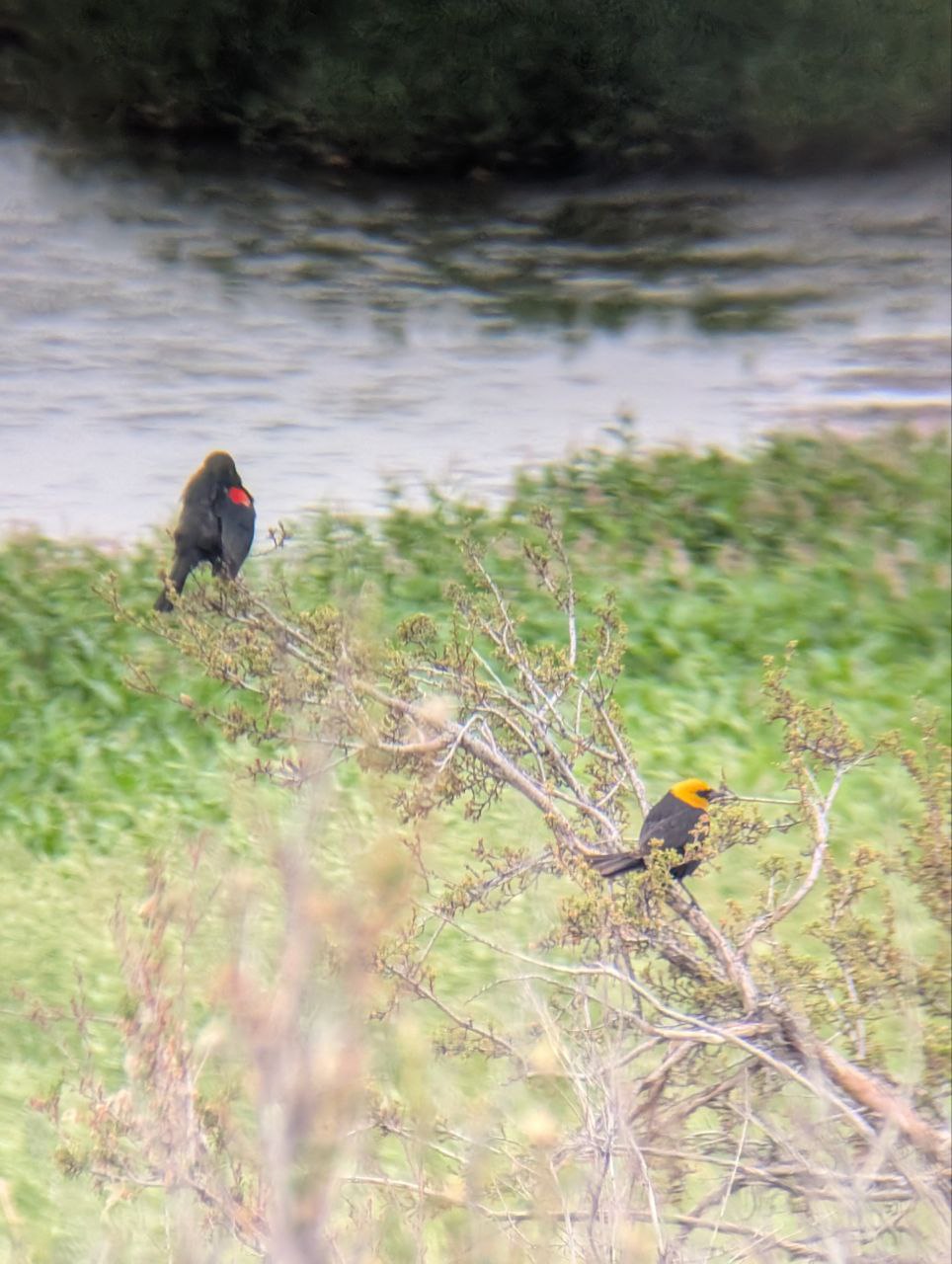 Red-Winged Blackbird w/ Yellow-Headed Blackbird