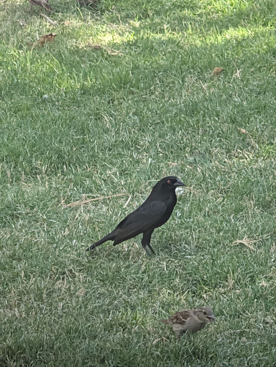 Bronzed Cowbird