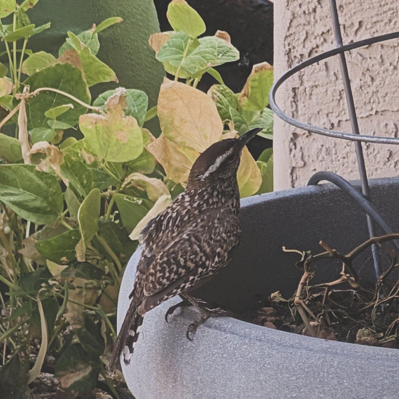 Cactus Wren