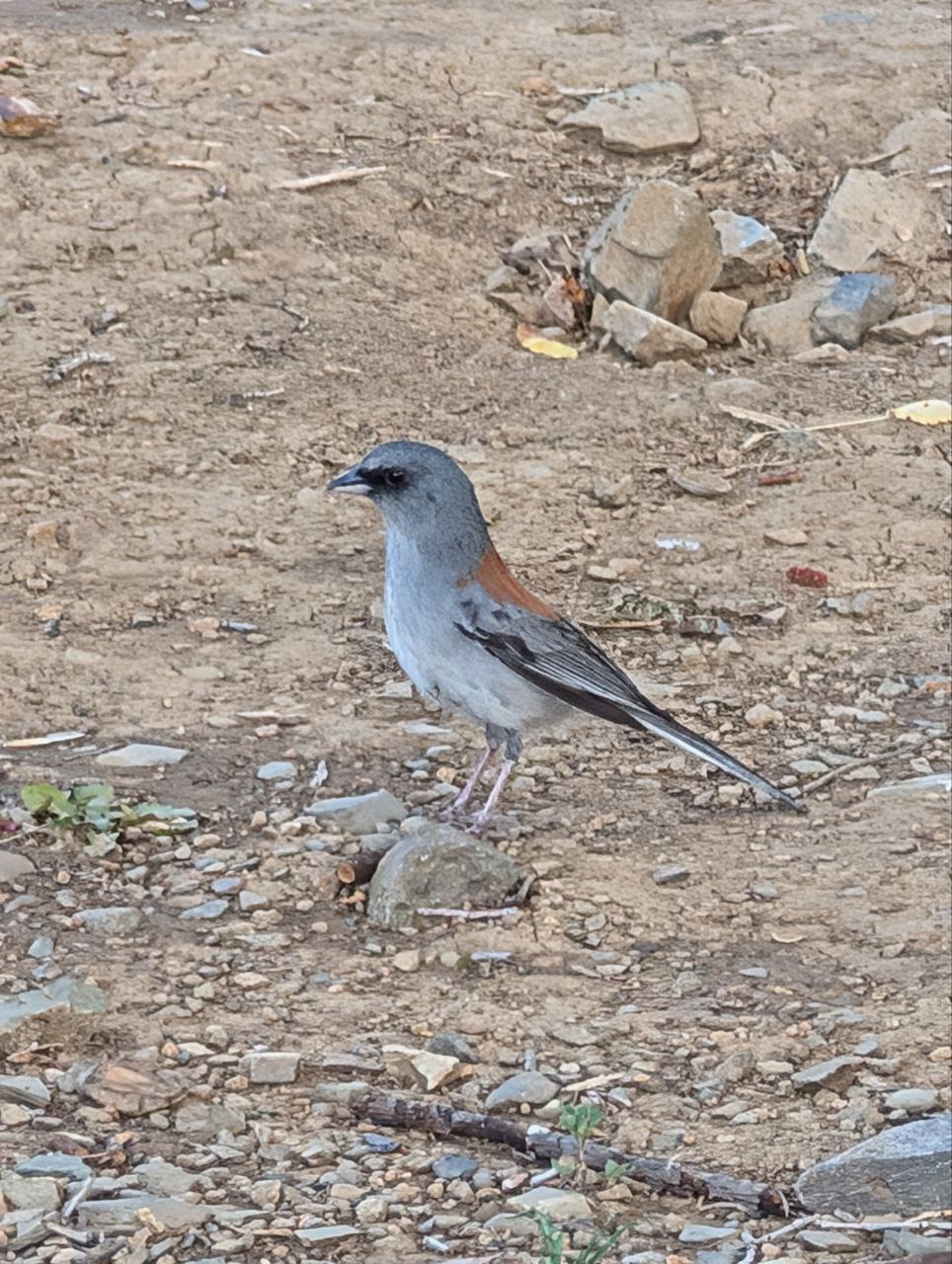 Dark Eyed Junco