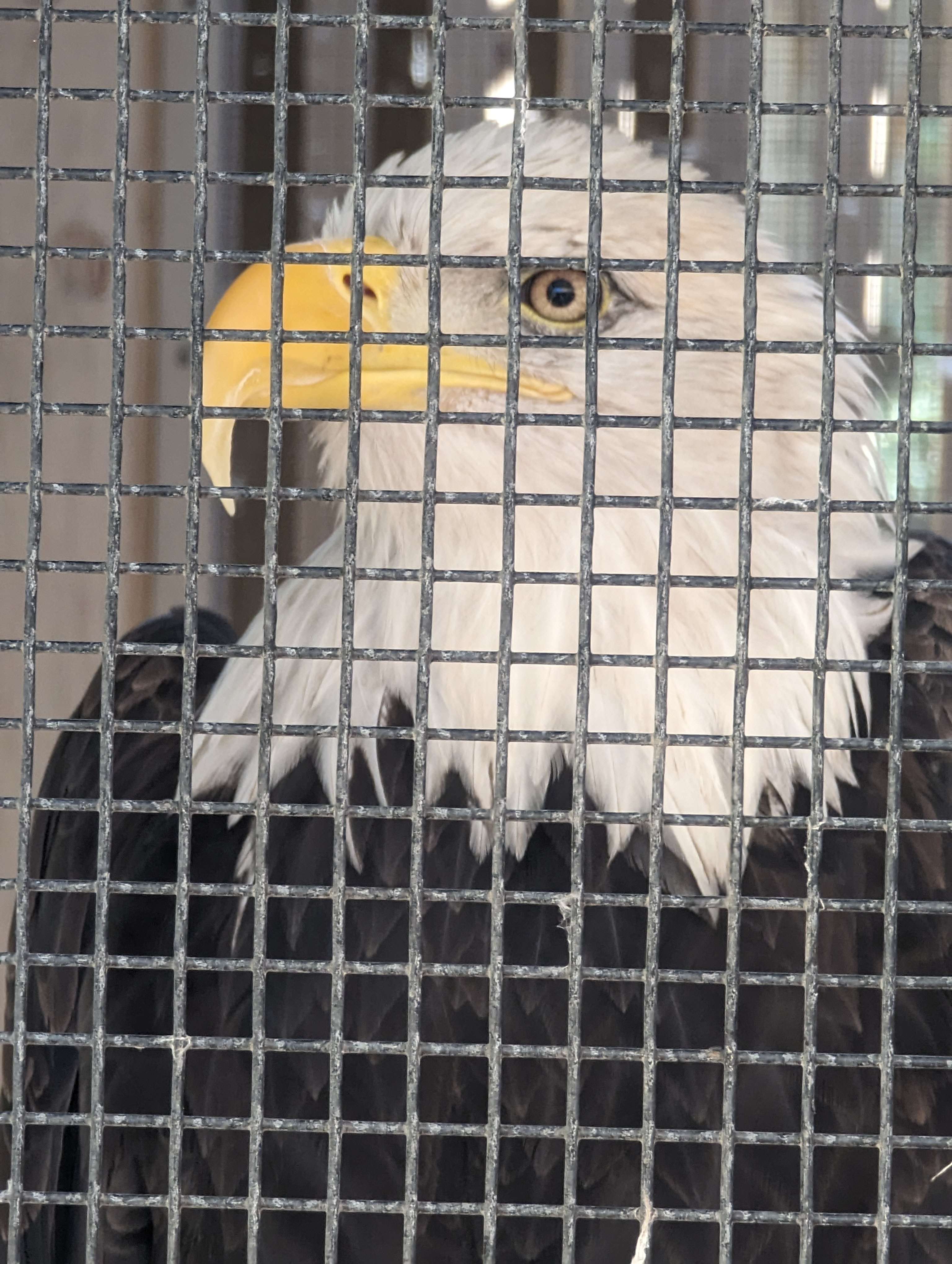 Bald Eagle