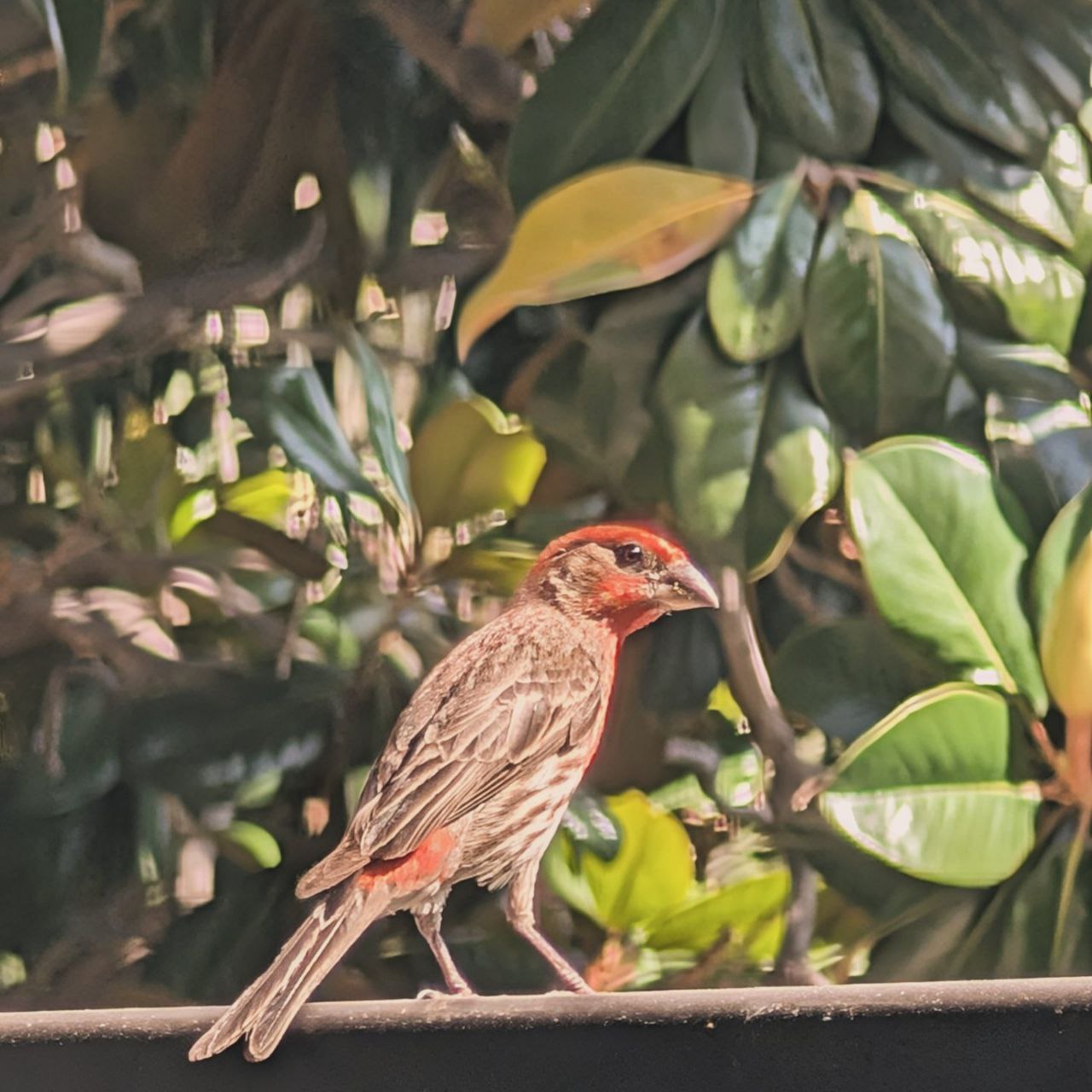 House Finch