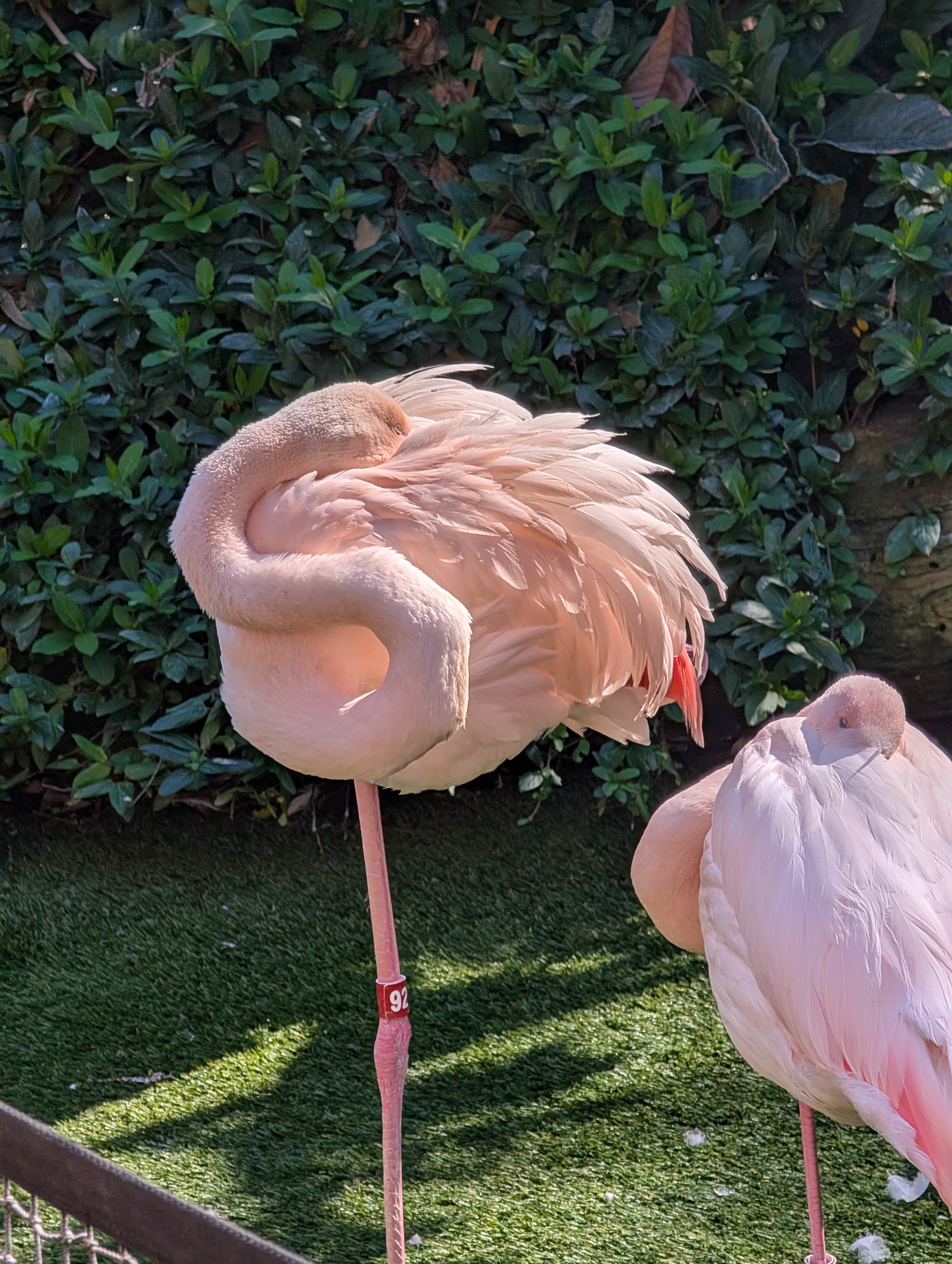 Greater Flamingo
