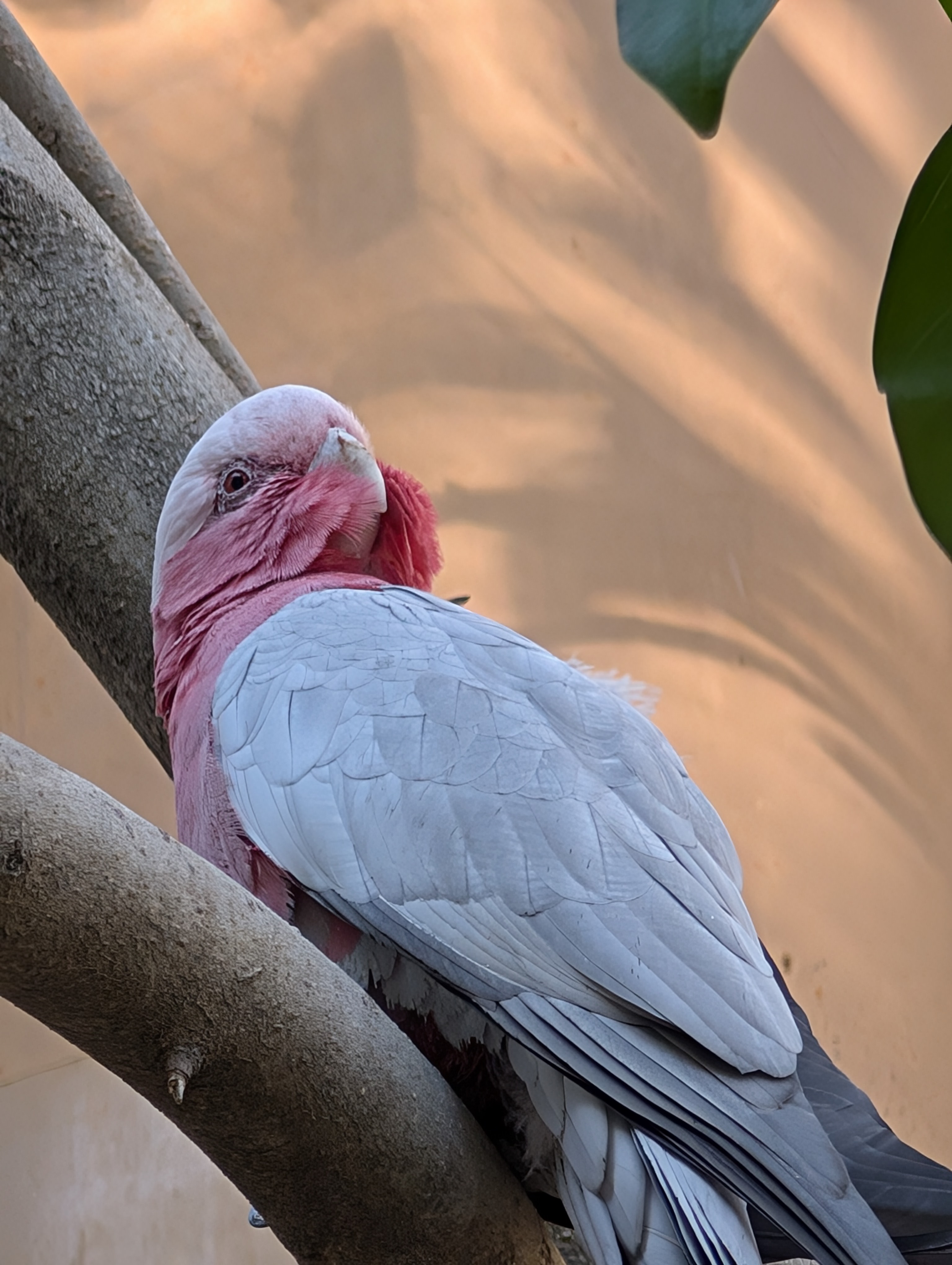 Galah