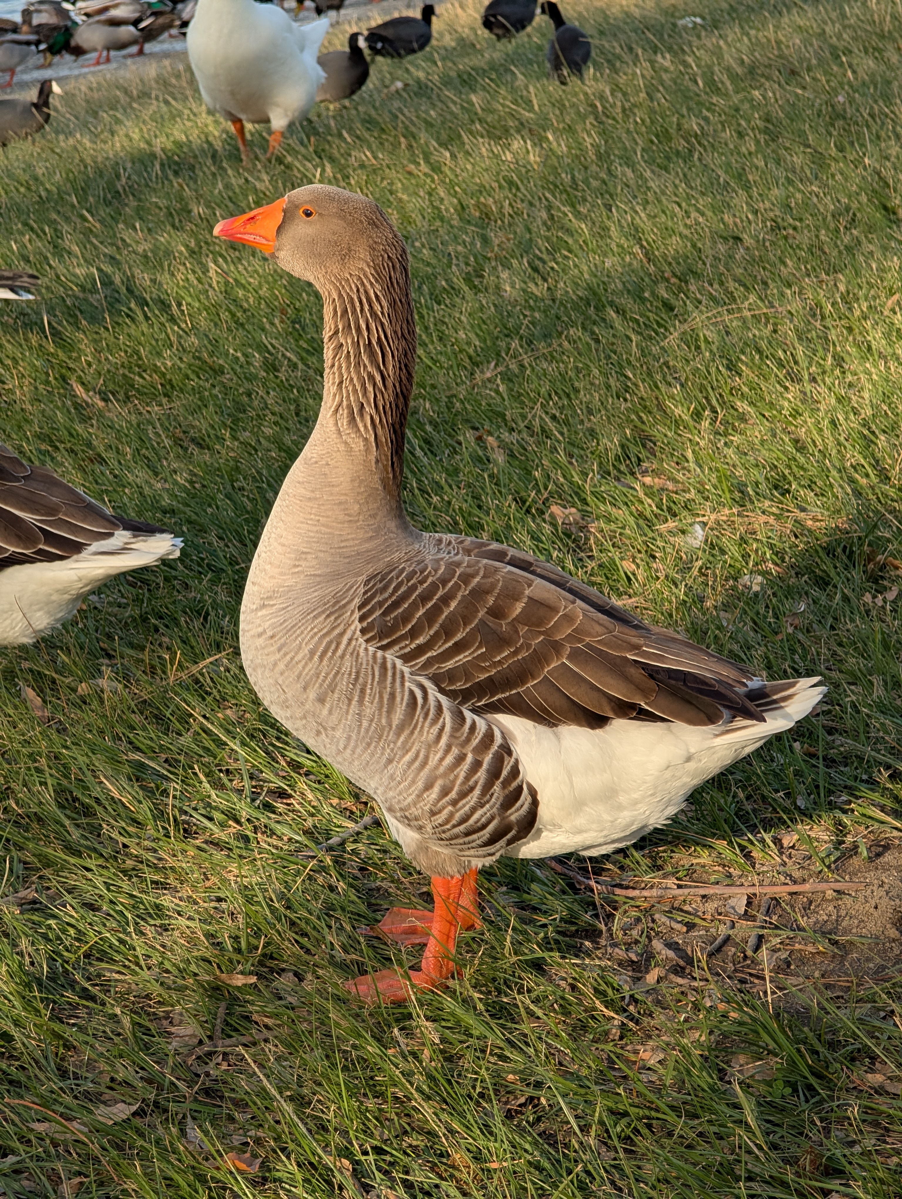 Graylag Goose