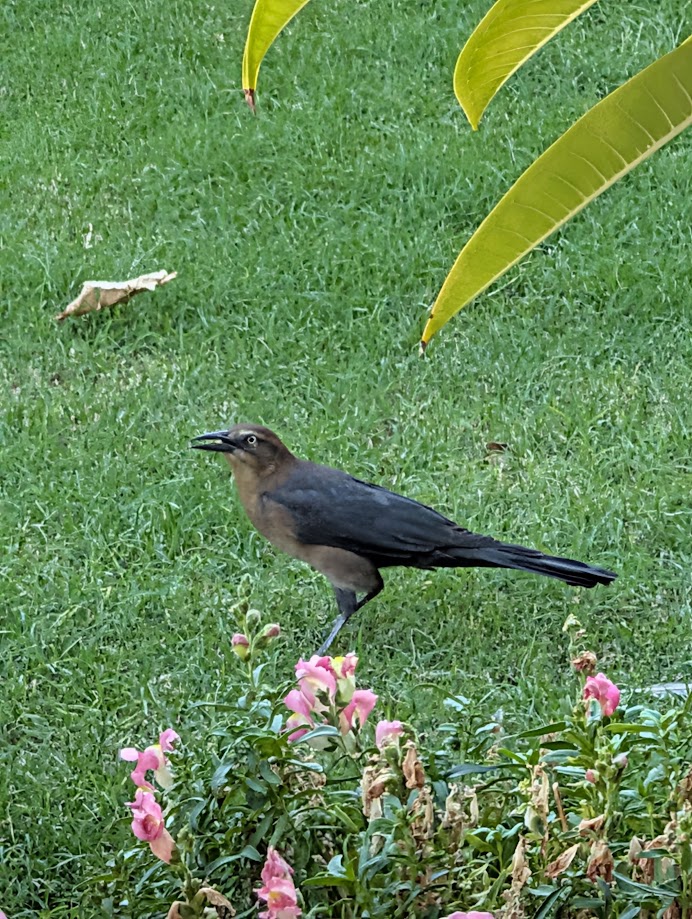 Great-tailed Grackle