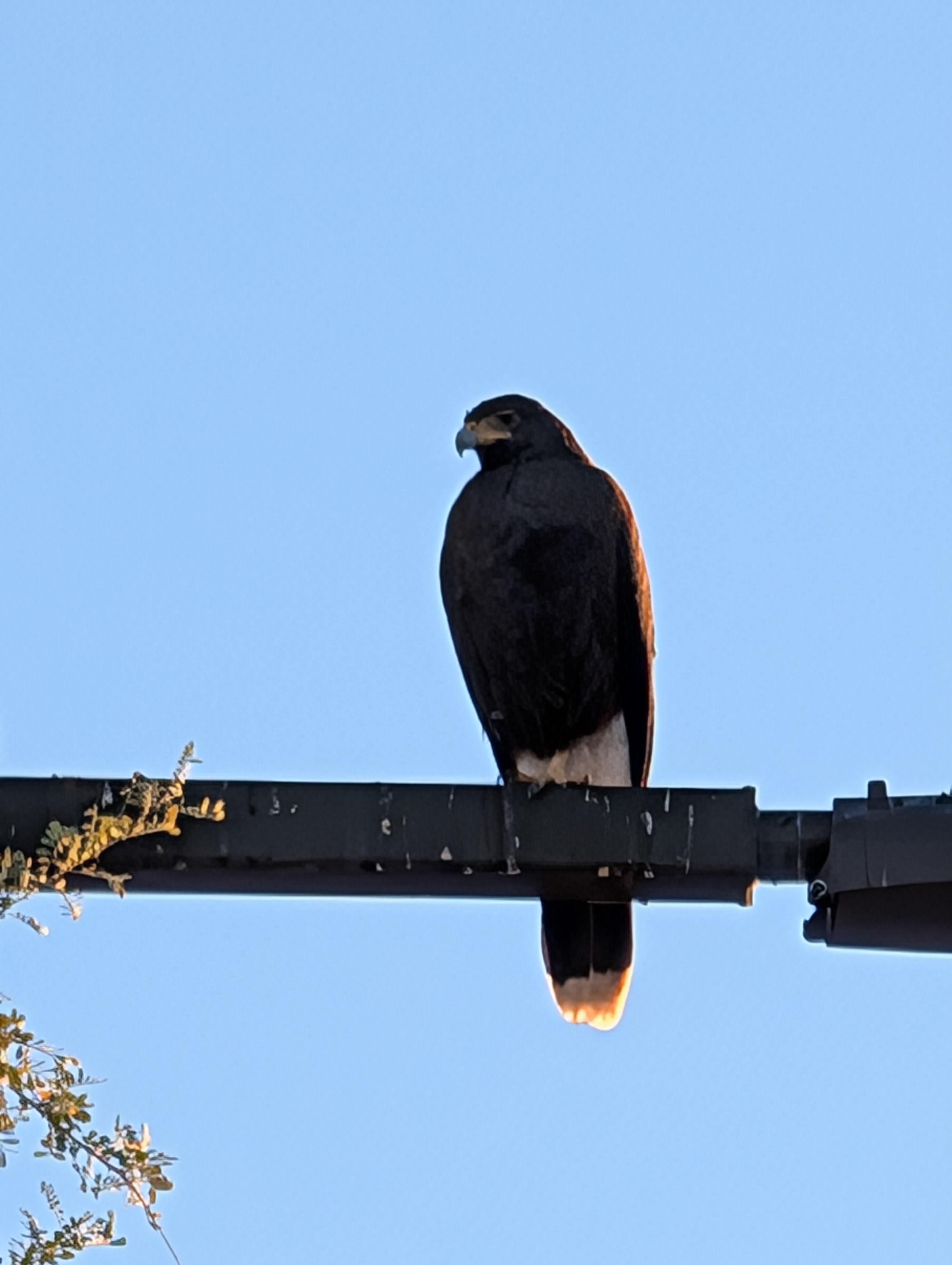 Harris's Hawk