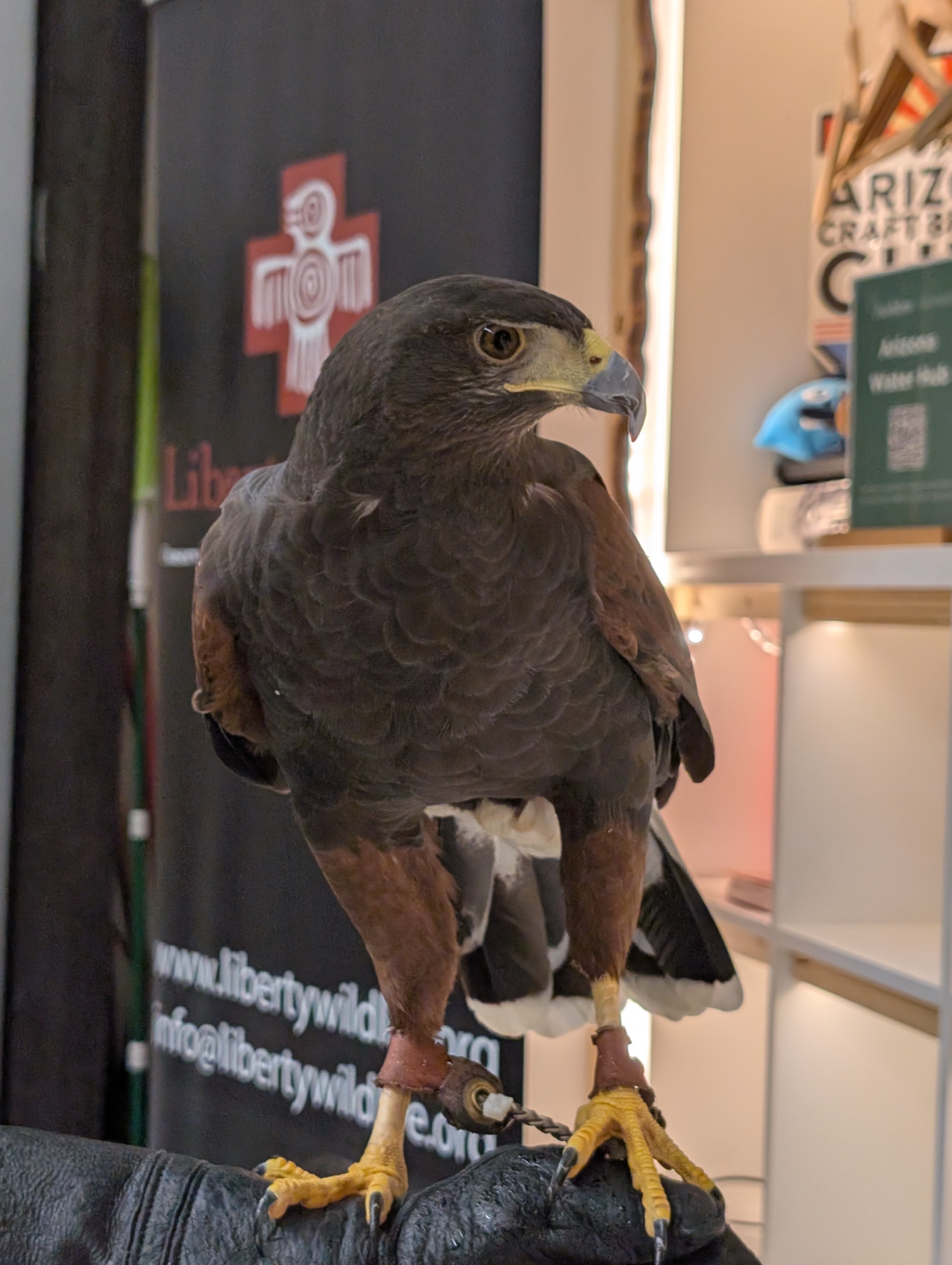Harris's Hawk