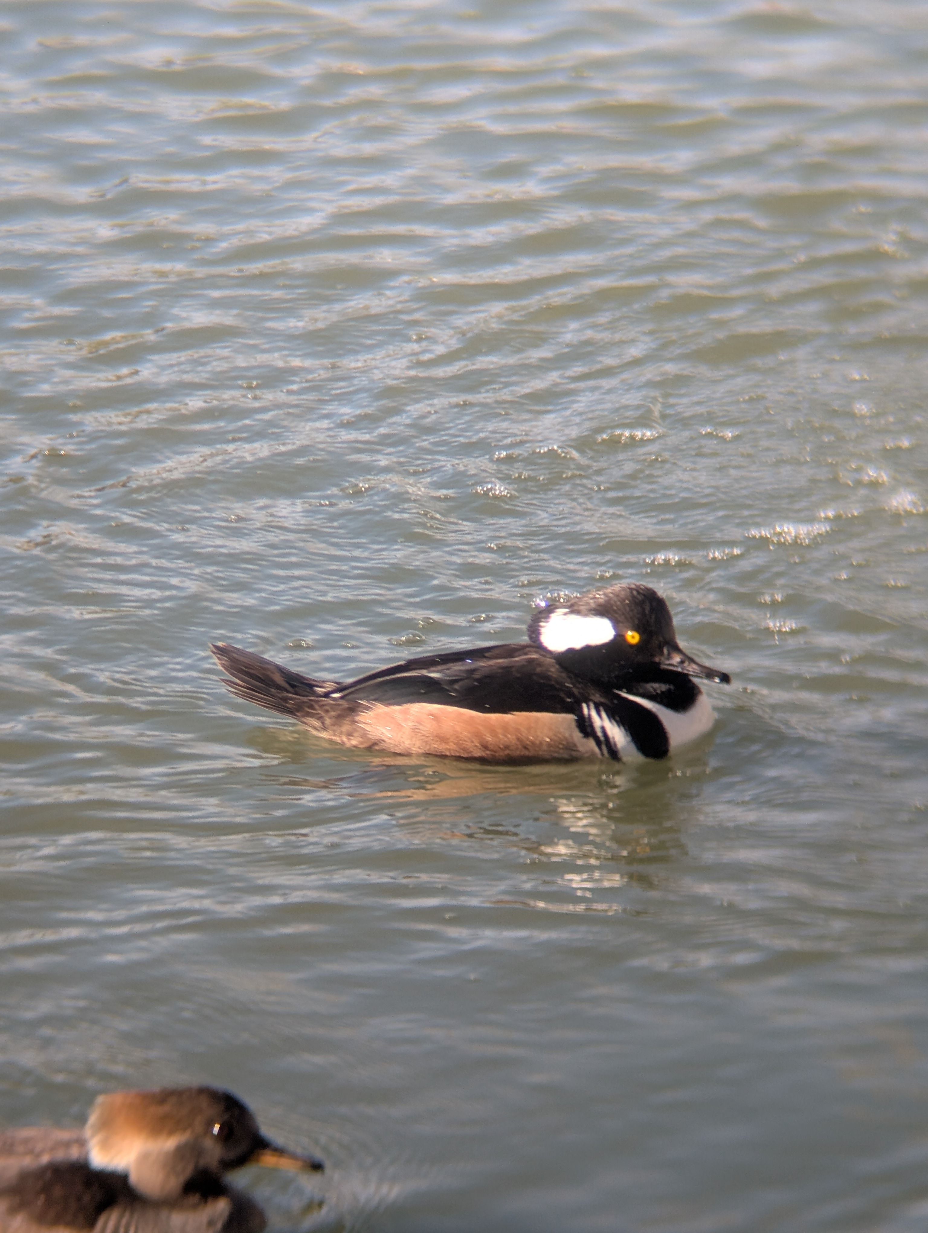 Hooded Merganser