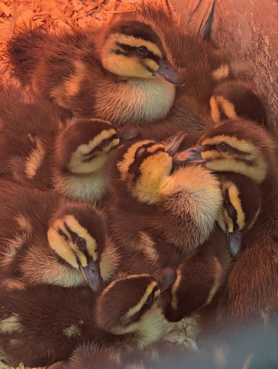 Domestic Mallard Chicks