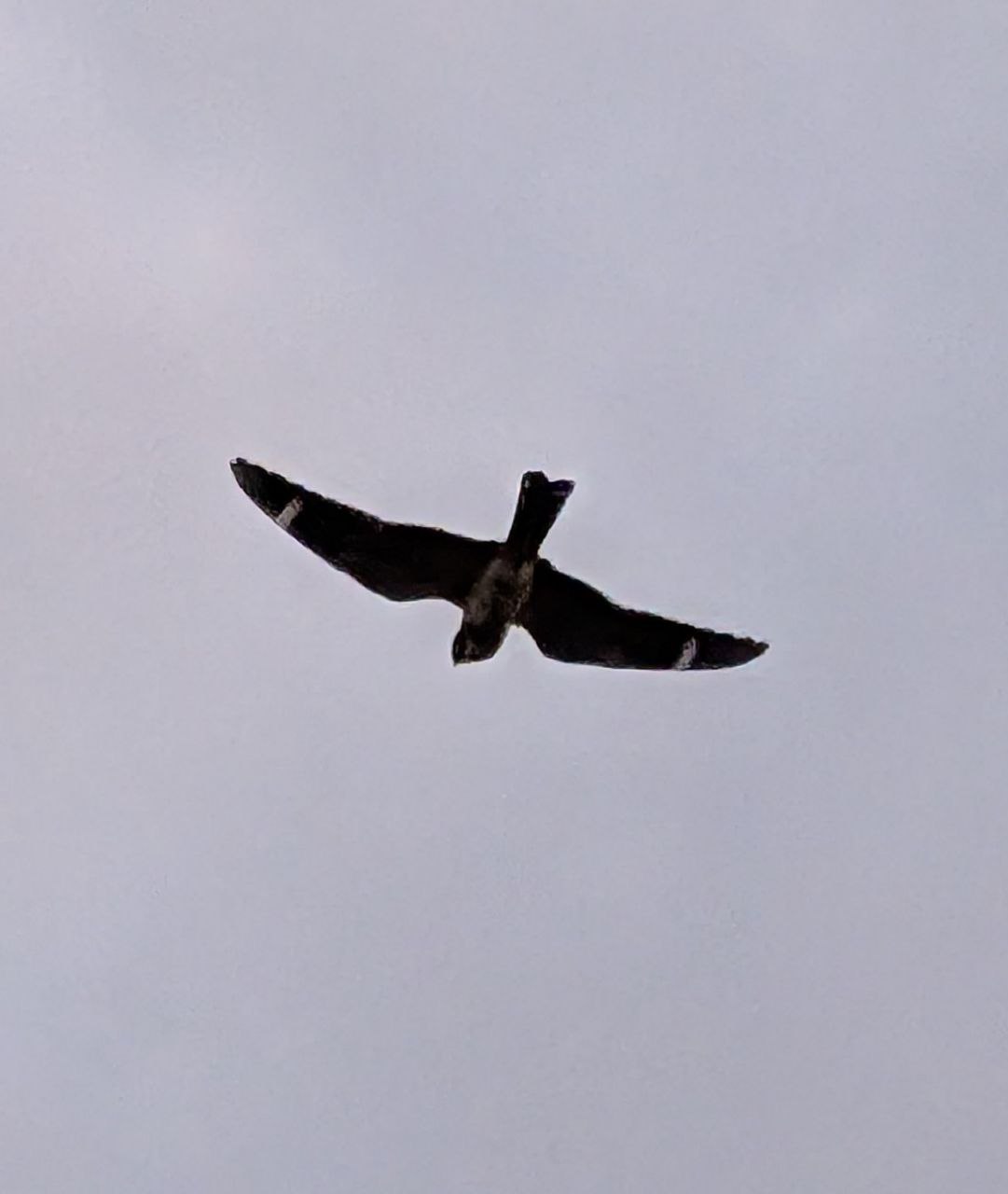 Lesser Nighthawk