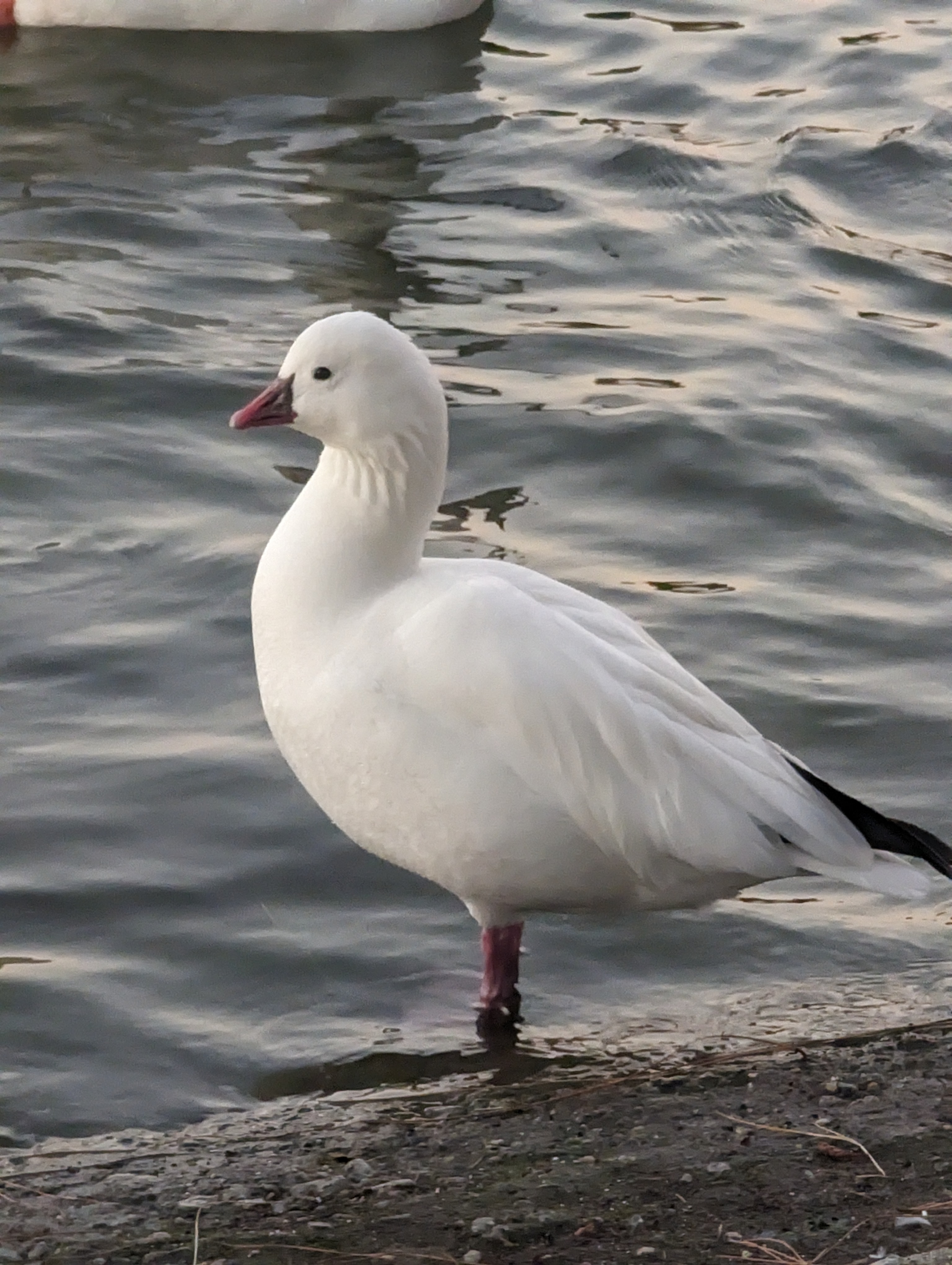 Ross's Goose