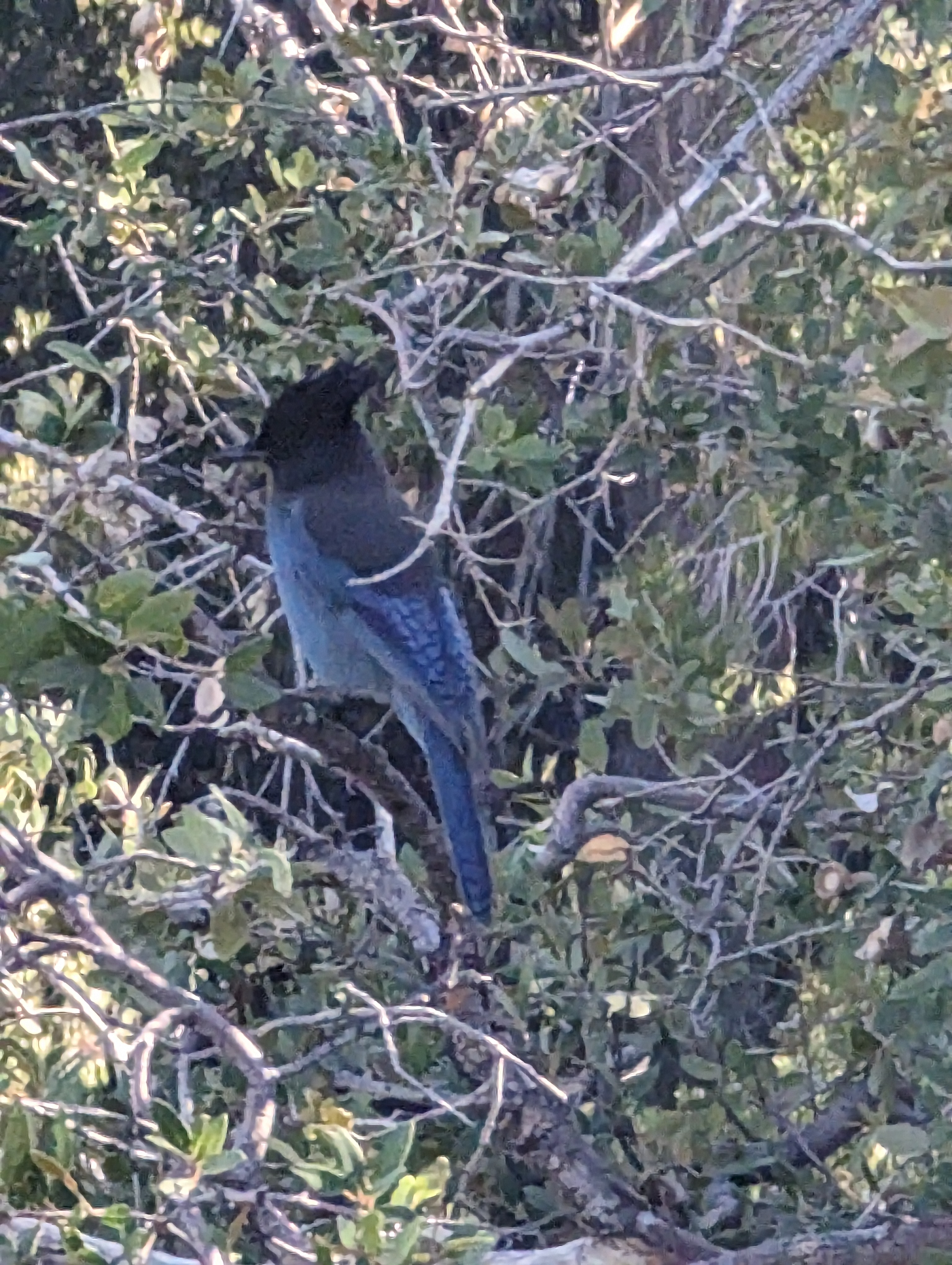 Steller's Jay