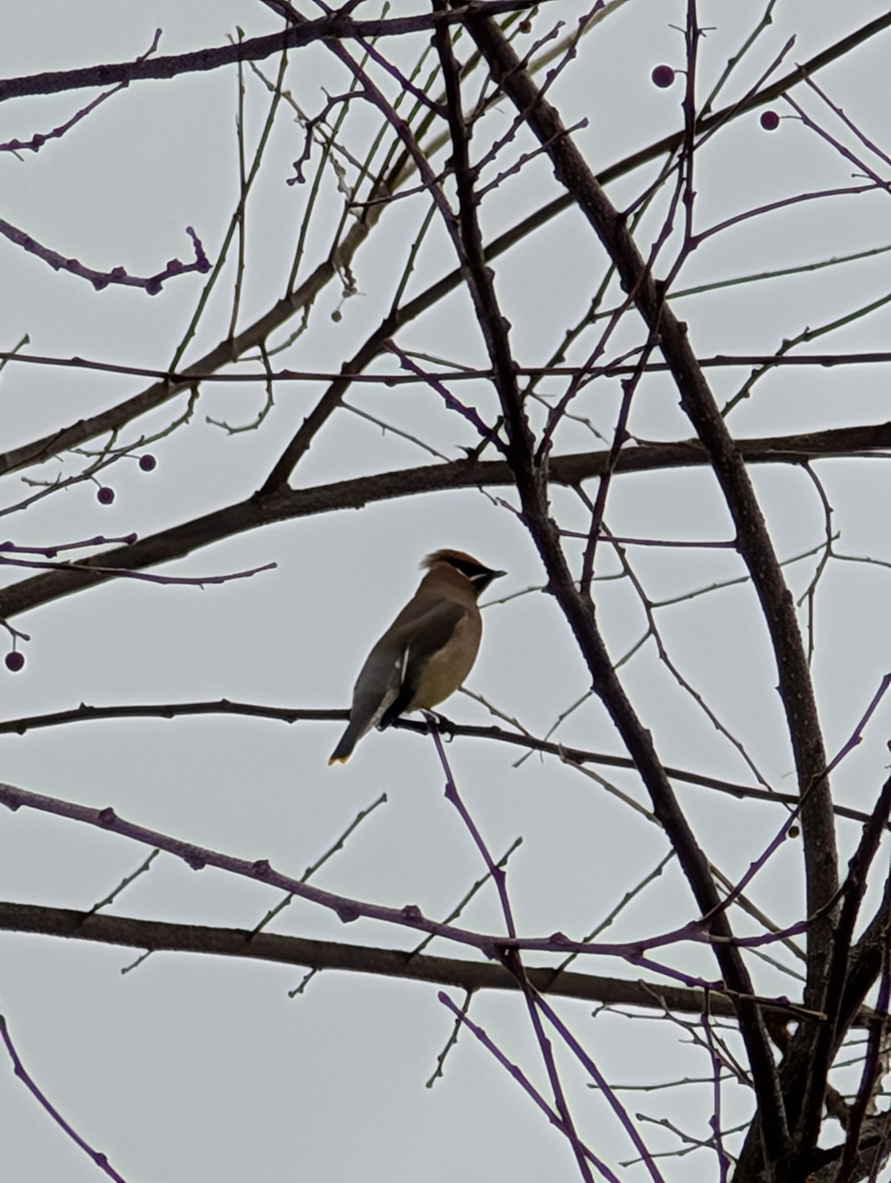 Cedar Waxwing