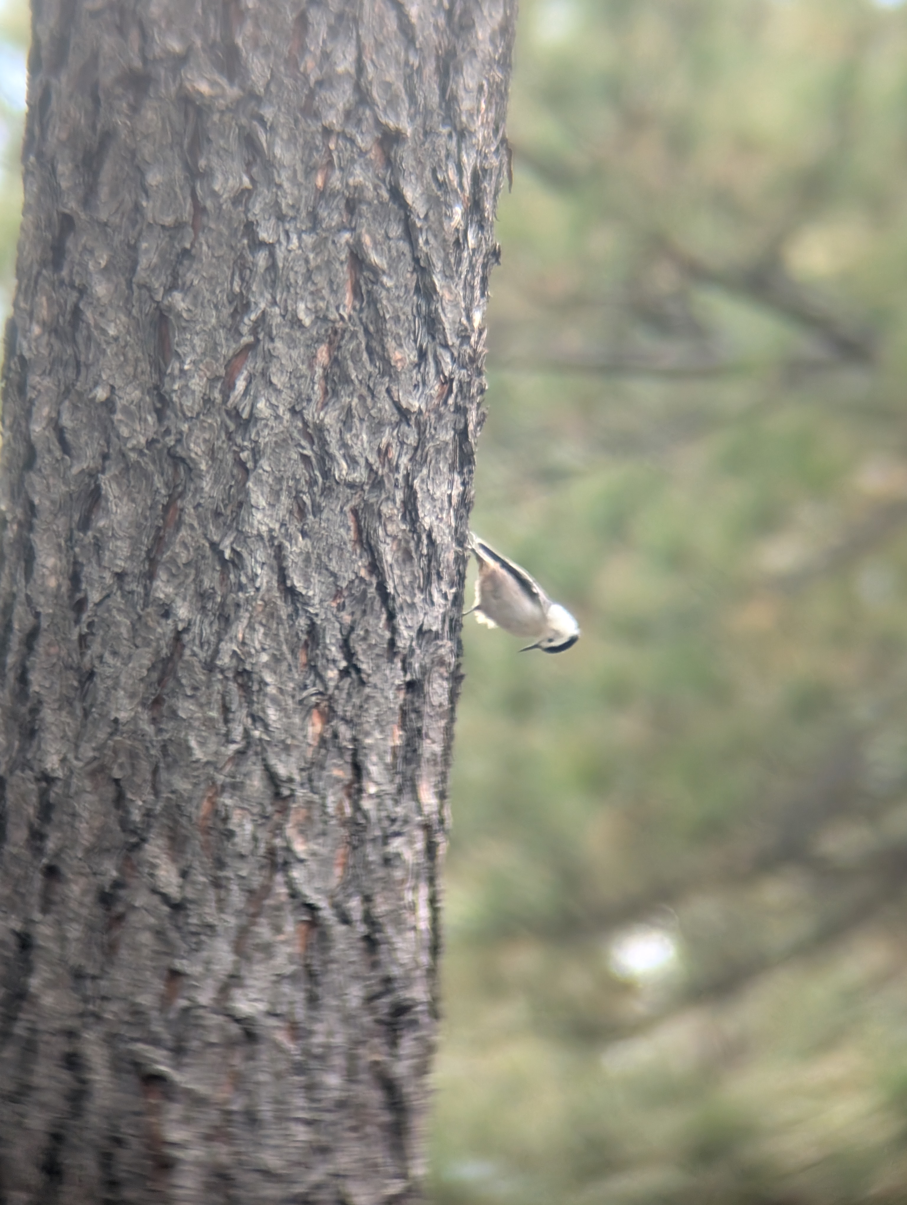 White-breasted Nuthatch