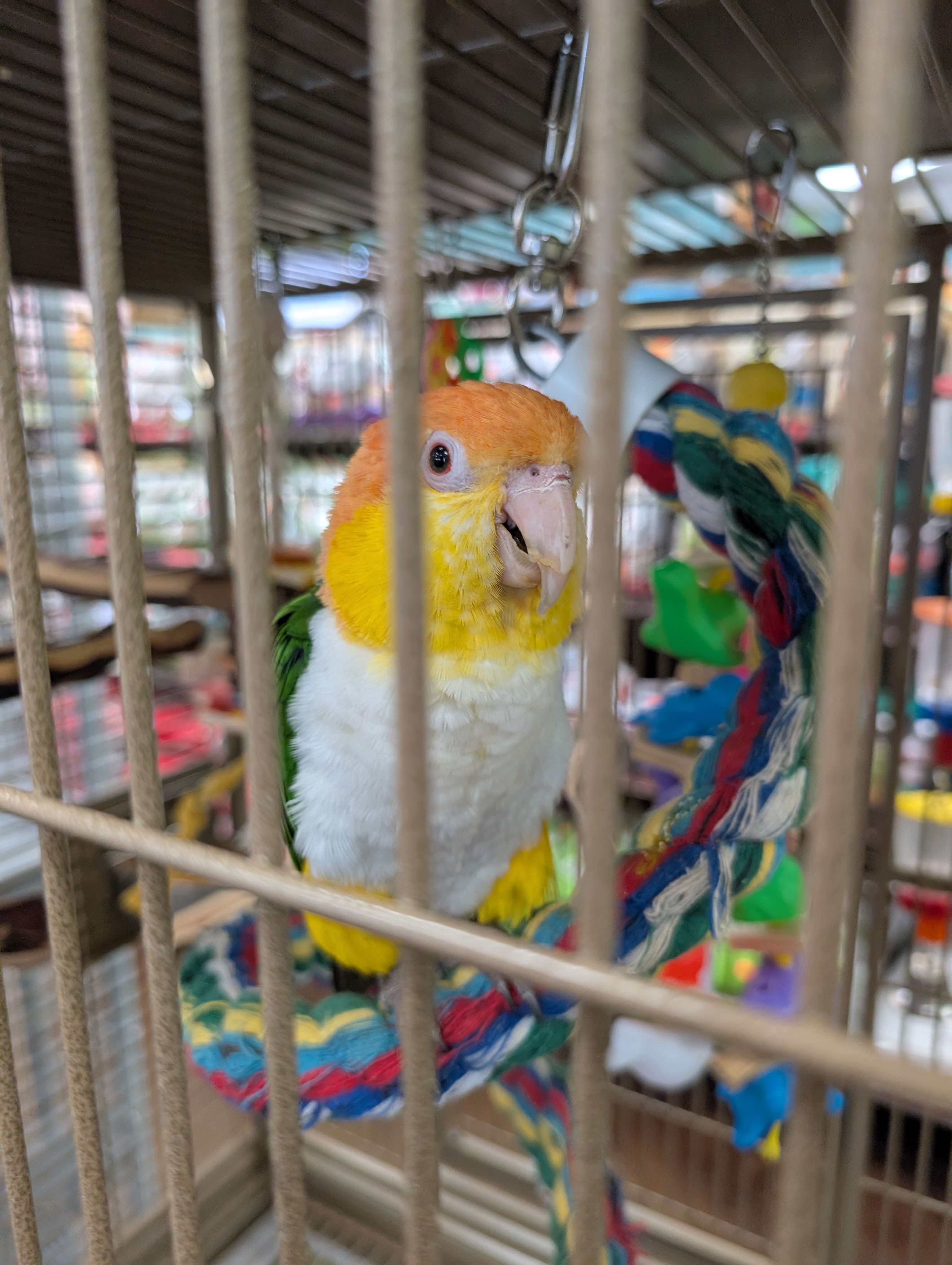 White-bellied Parrot