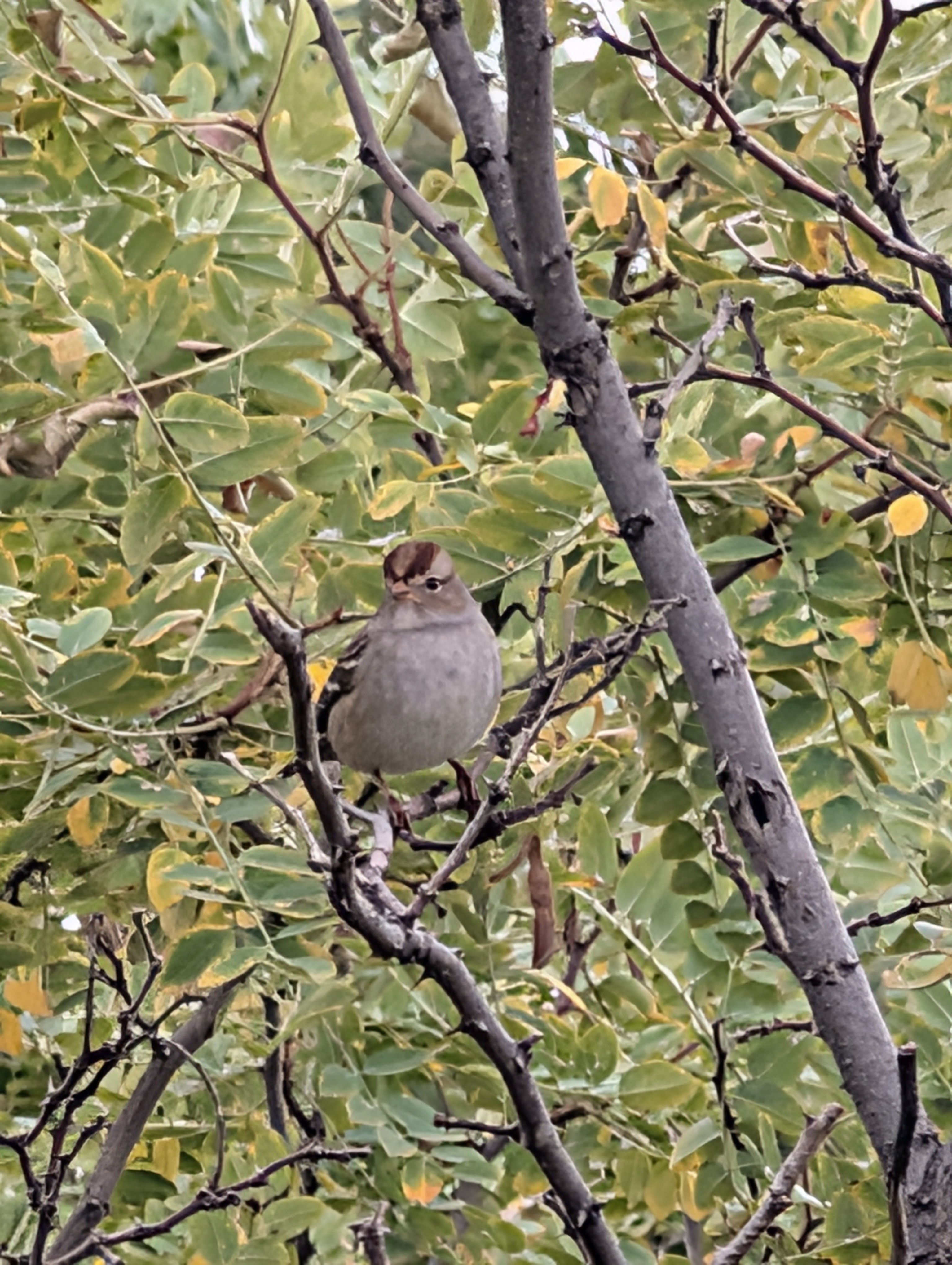 White-crowned Sparrow
