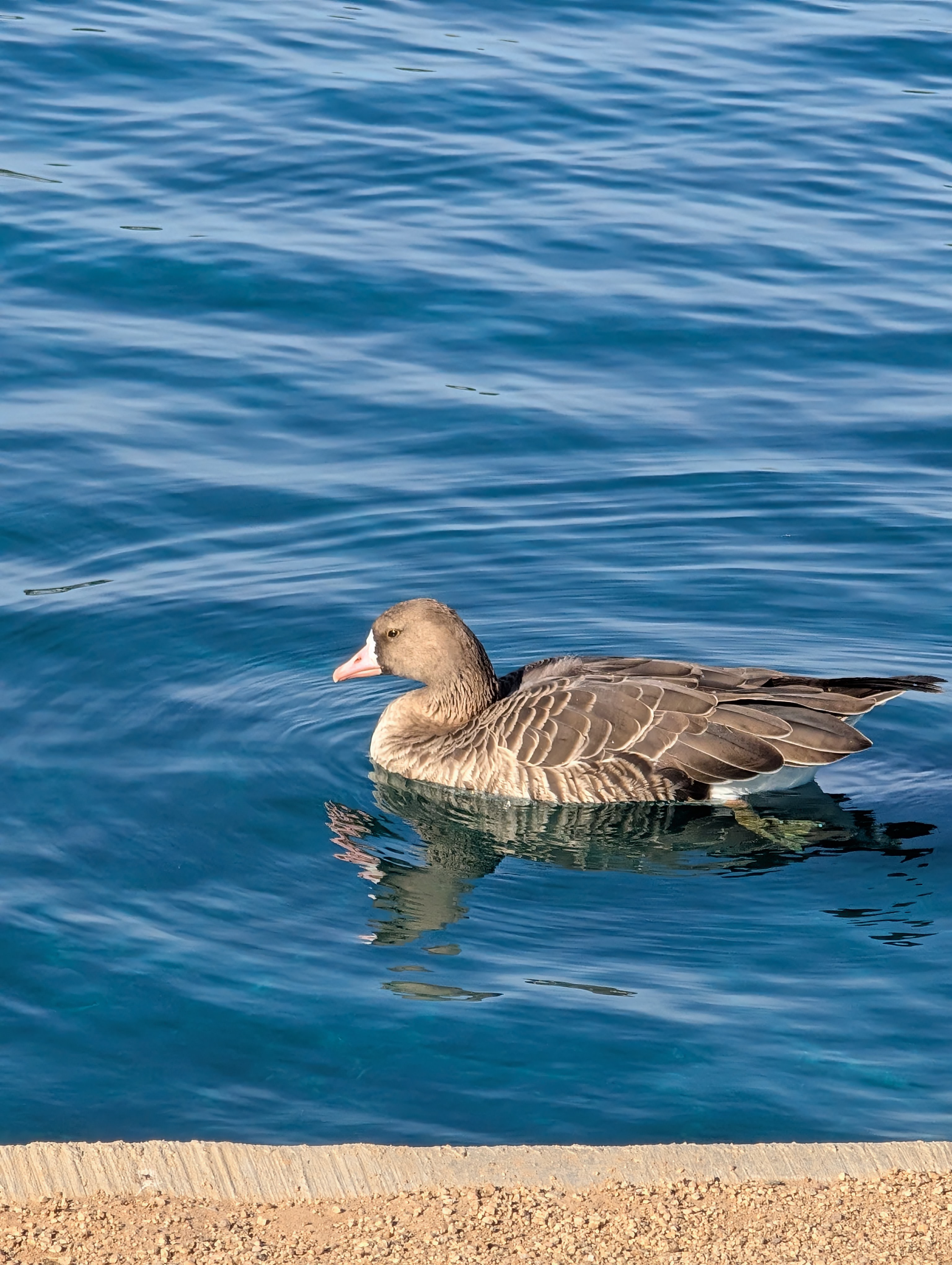 Greater White-fronted Goose