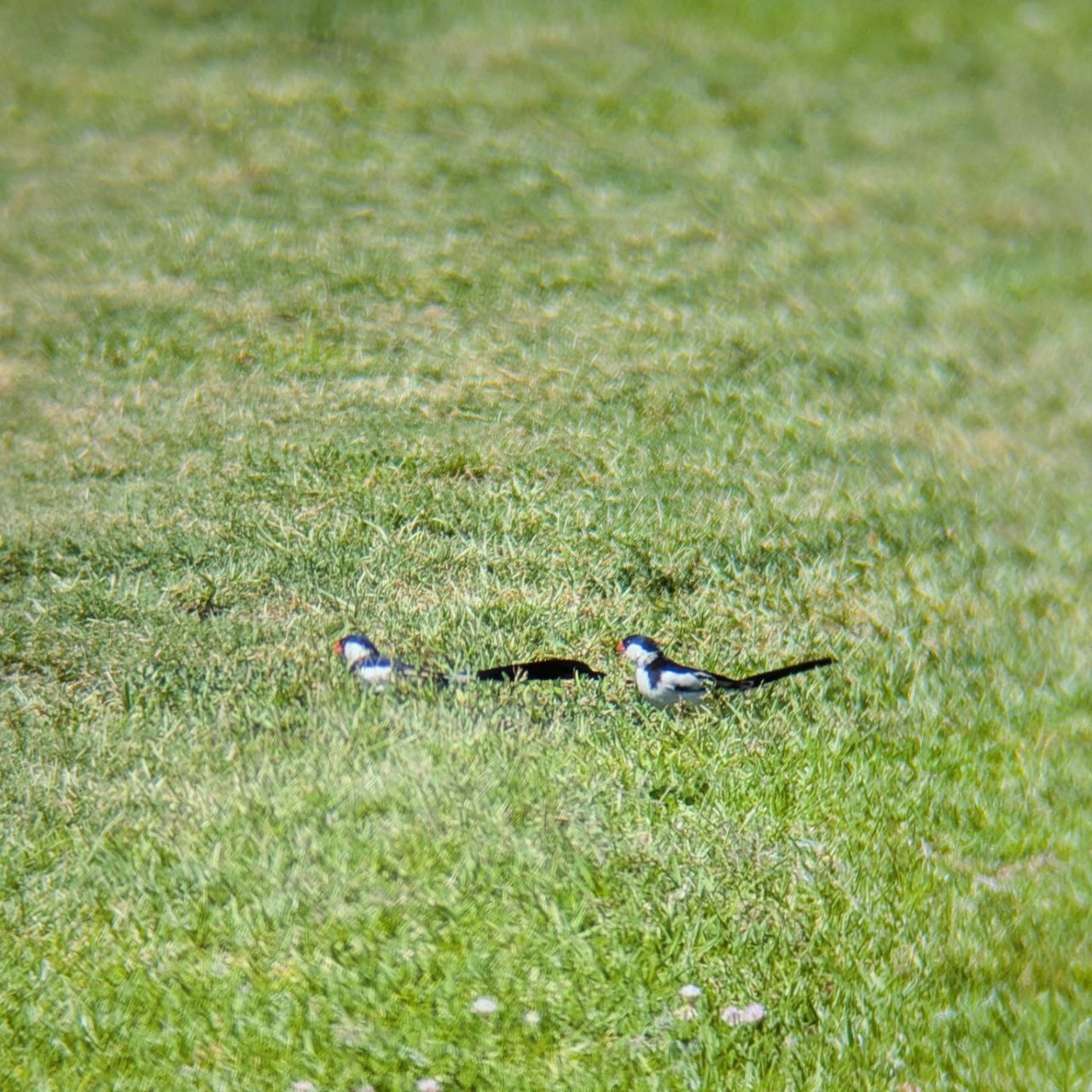 Pin-tailed Whydah