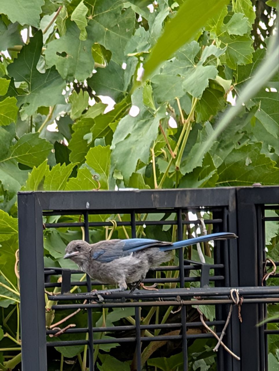 Juvenile Woodhouse's Scrubjay