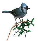 Blue Jay