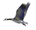 Goose