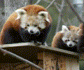 Panda Gif