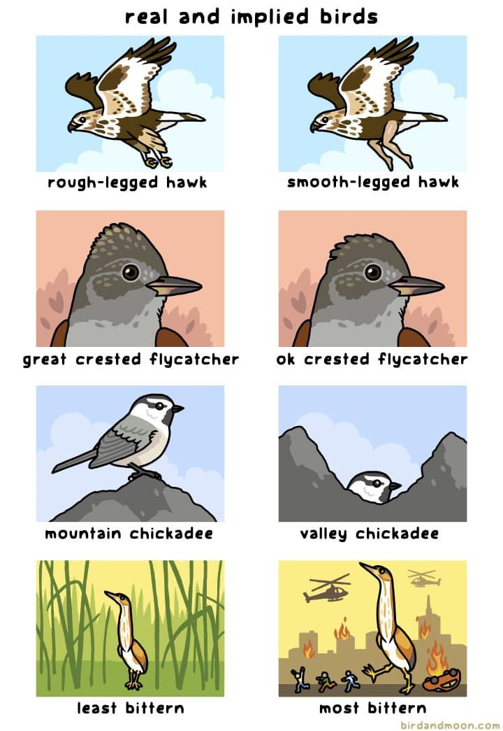 Bird Meme
