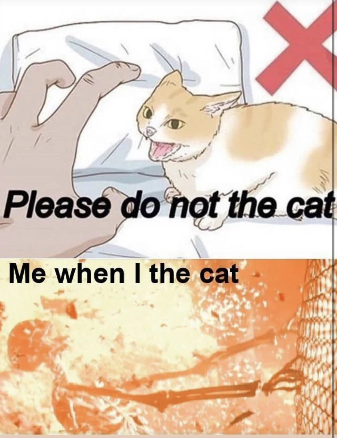Do not the cat