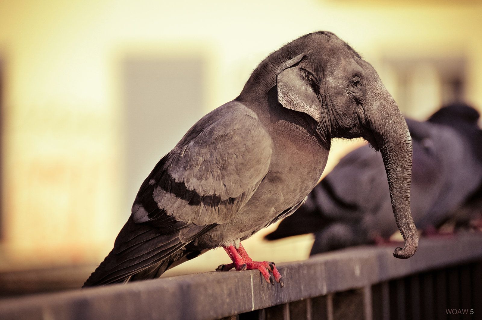 Elepigeon