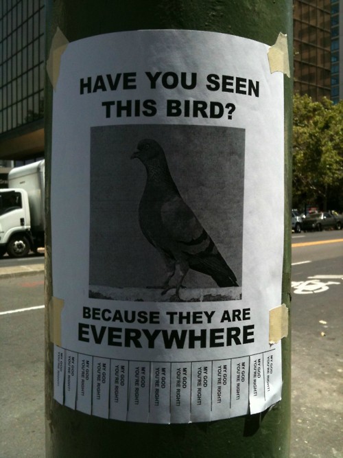 Pigeon