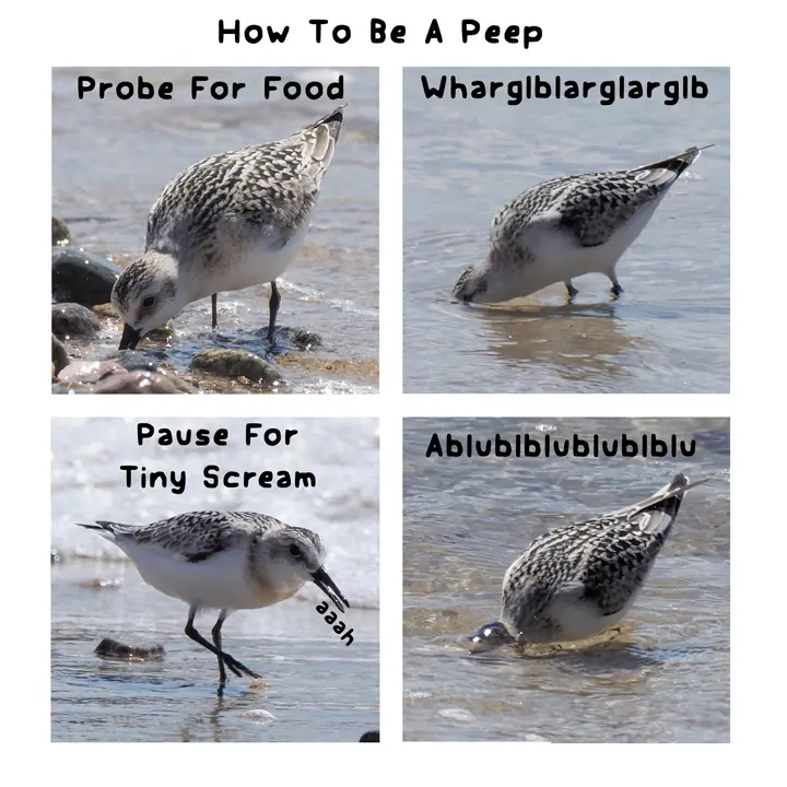 Another Bird Meme